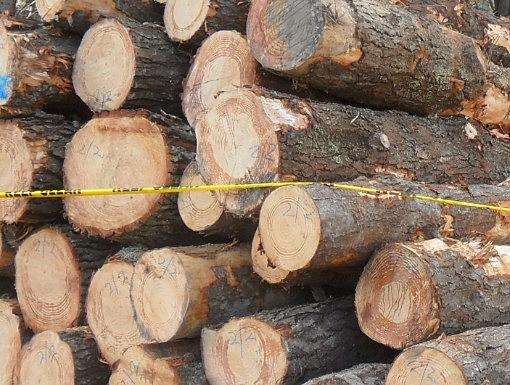 松木和松木家具的優(yōu)缺點分析 松木和松木家具的優(yōu)缺點分析